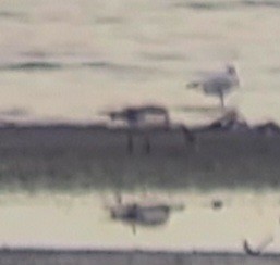 Common Shelduck - ML646909009