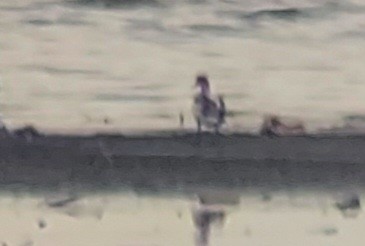 Common Shelduck - ML646909010