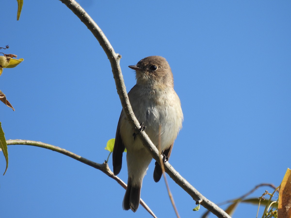 Малая мухоловка - ML646909019