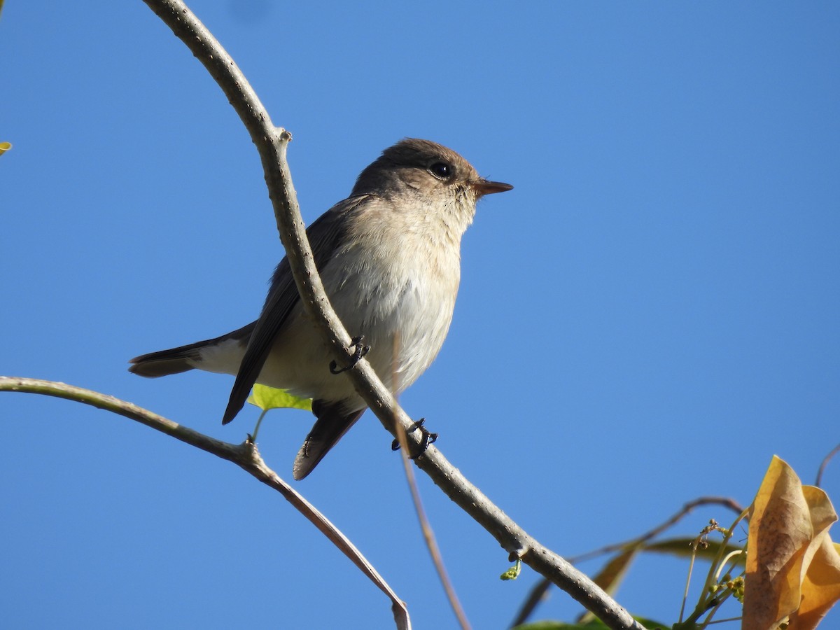 Малая мухоловка - ML646909020