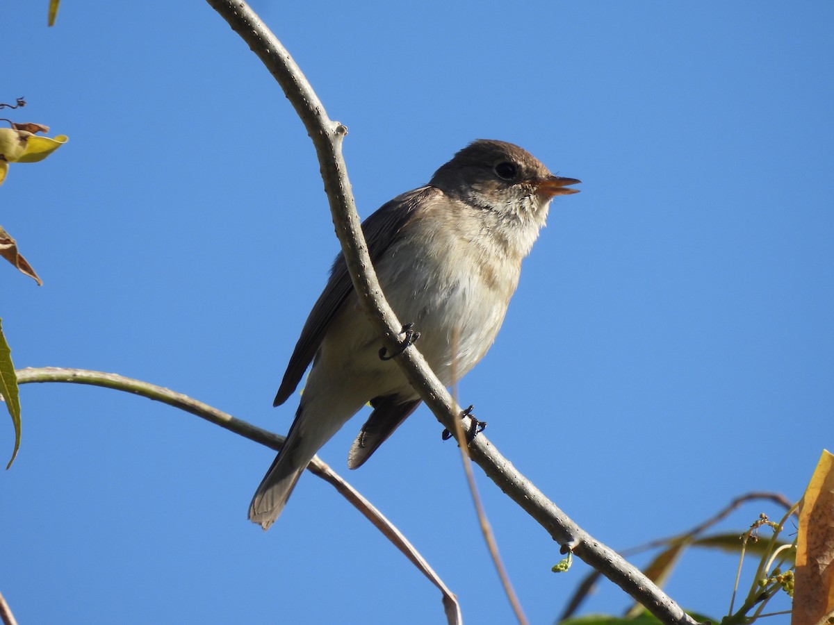 Малая мухоловка - ML646909021