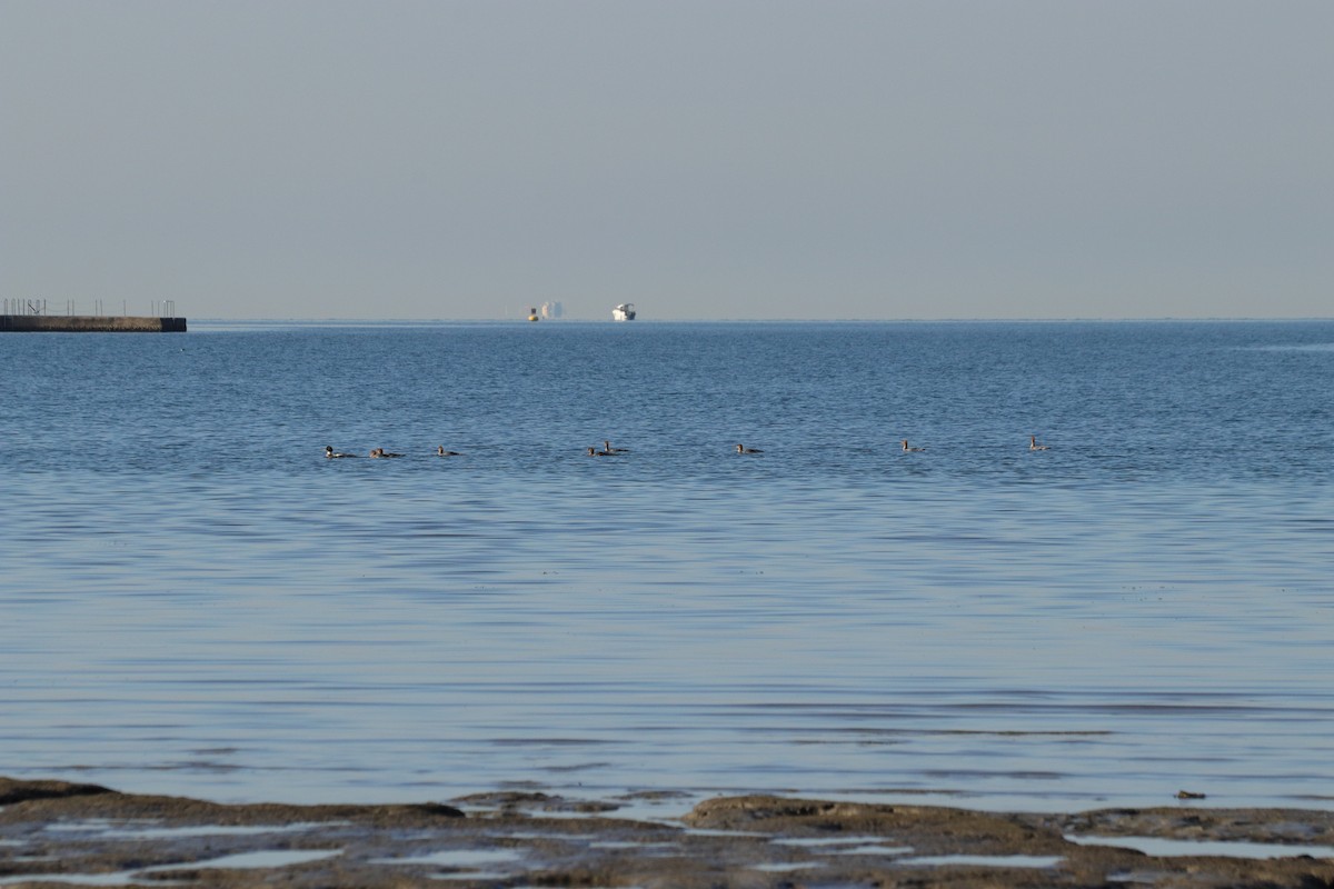 Red-breasted Merganser - ML646909027