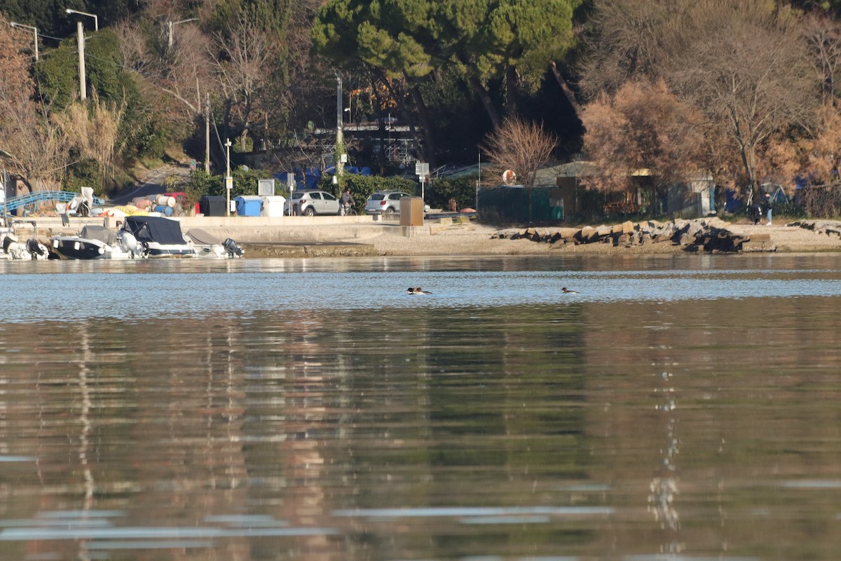 Red-breasted Merganser - ML646909028