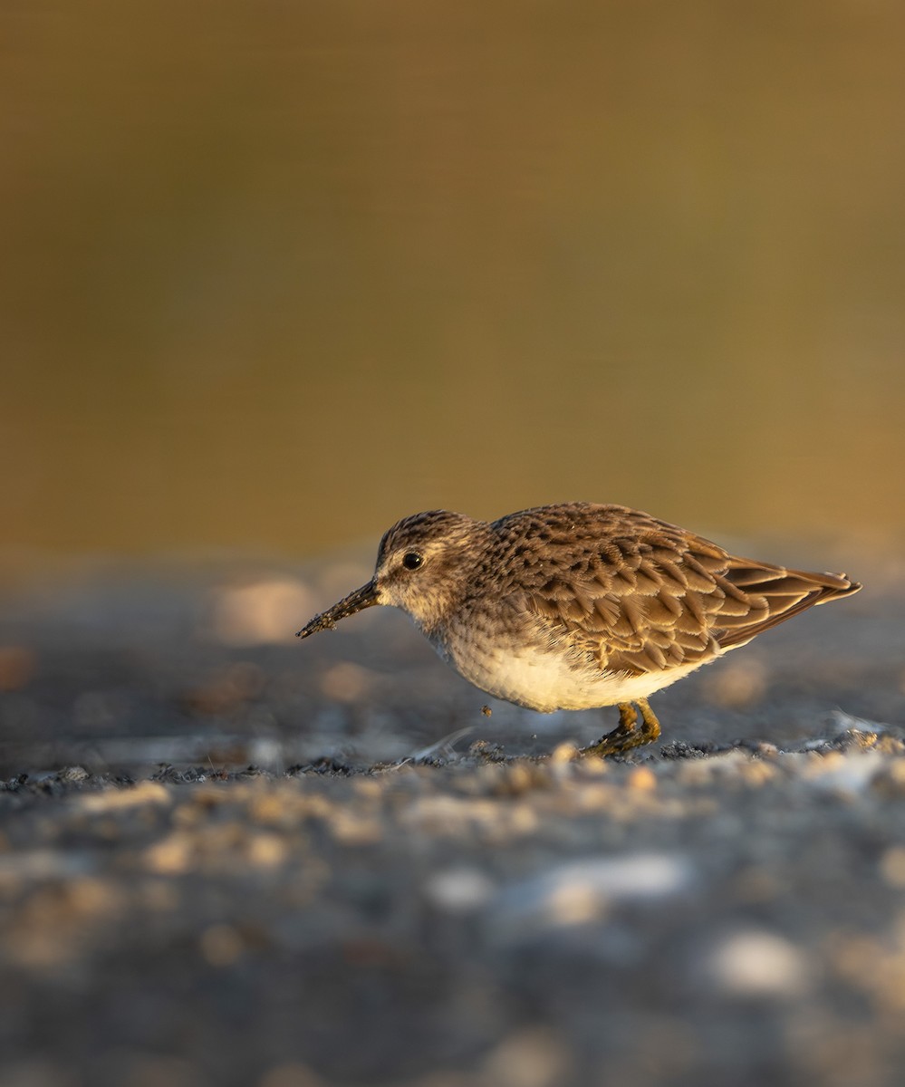 Least Sandpiper - ML646909033