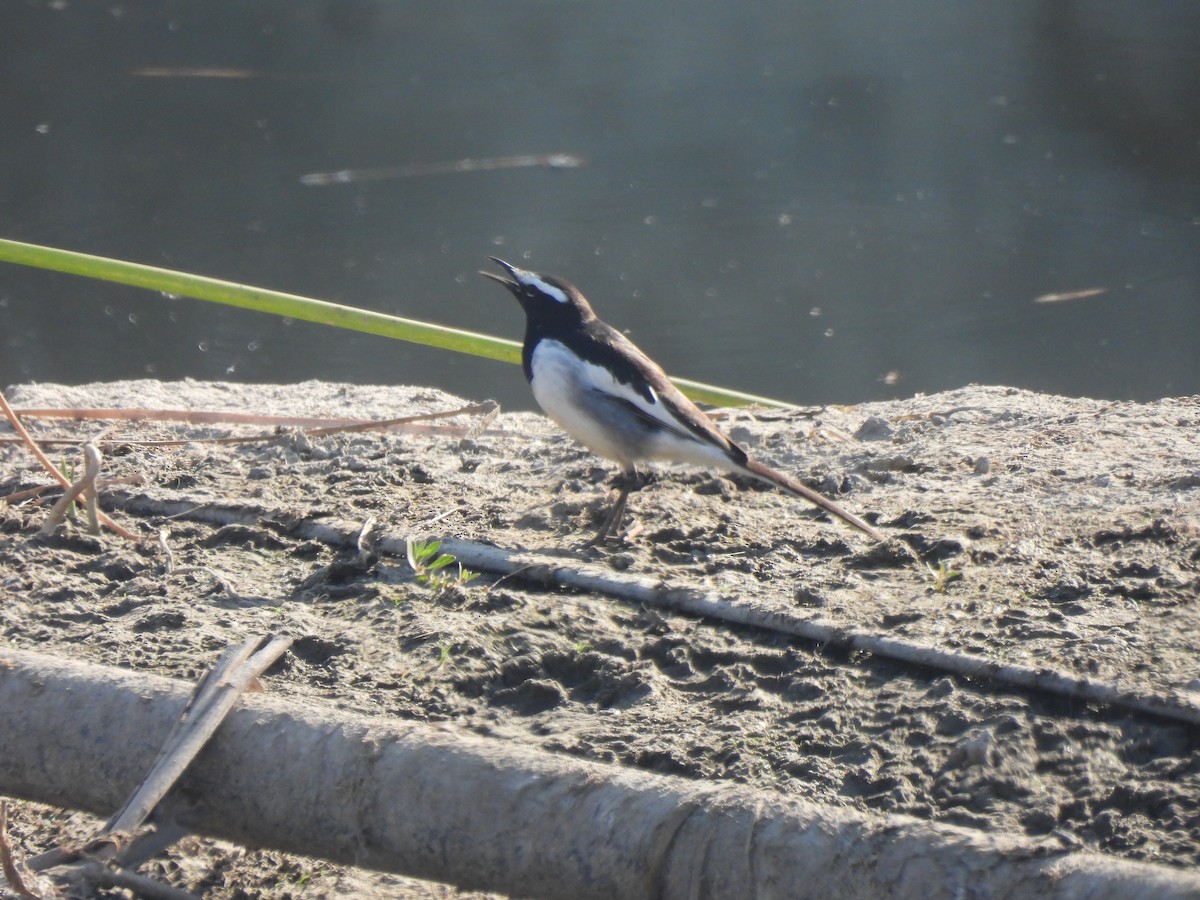 Белобровая трясогузка - ML646909038