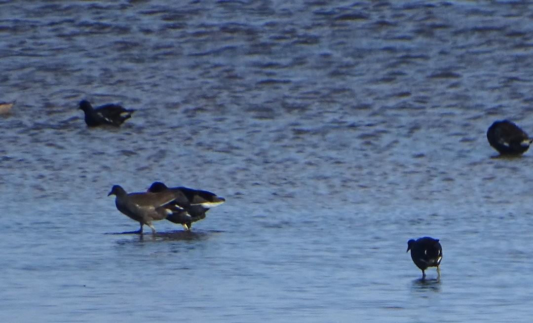 Gallinule d'Amérique - ML646909039
