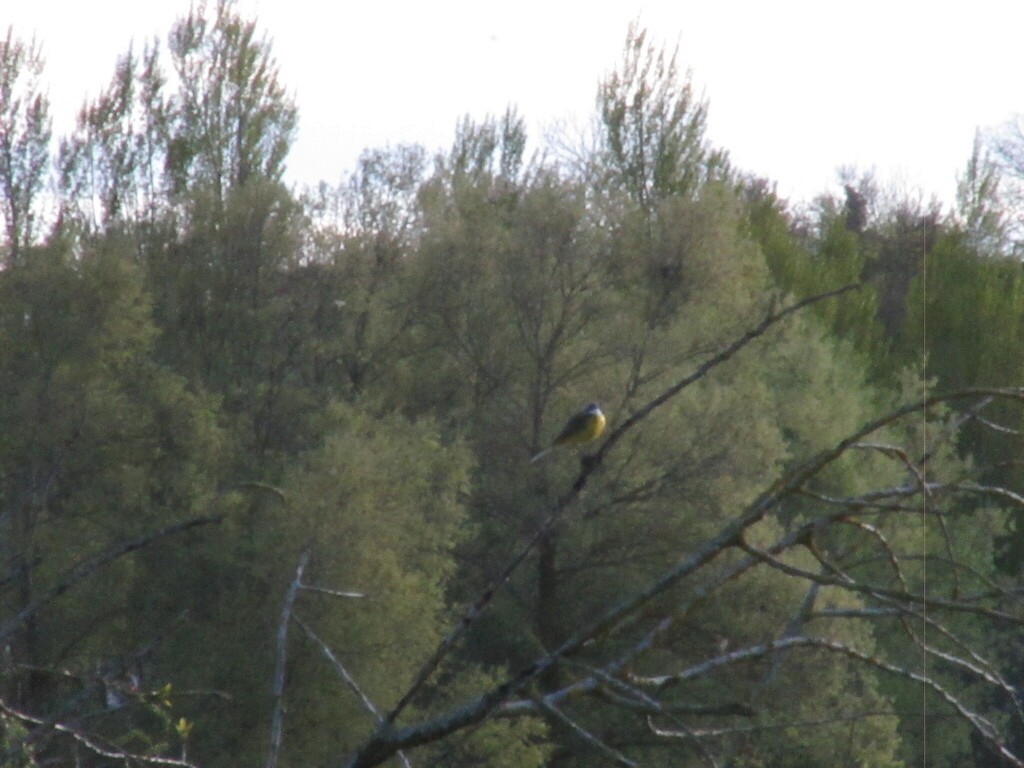 Western Yellow Wagtail (iberiae) - ML646909043