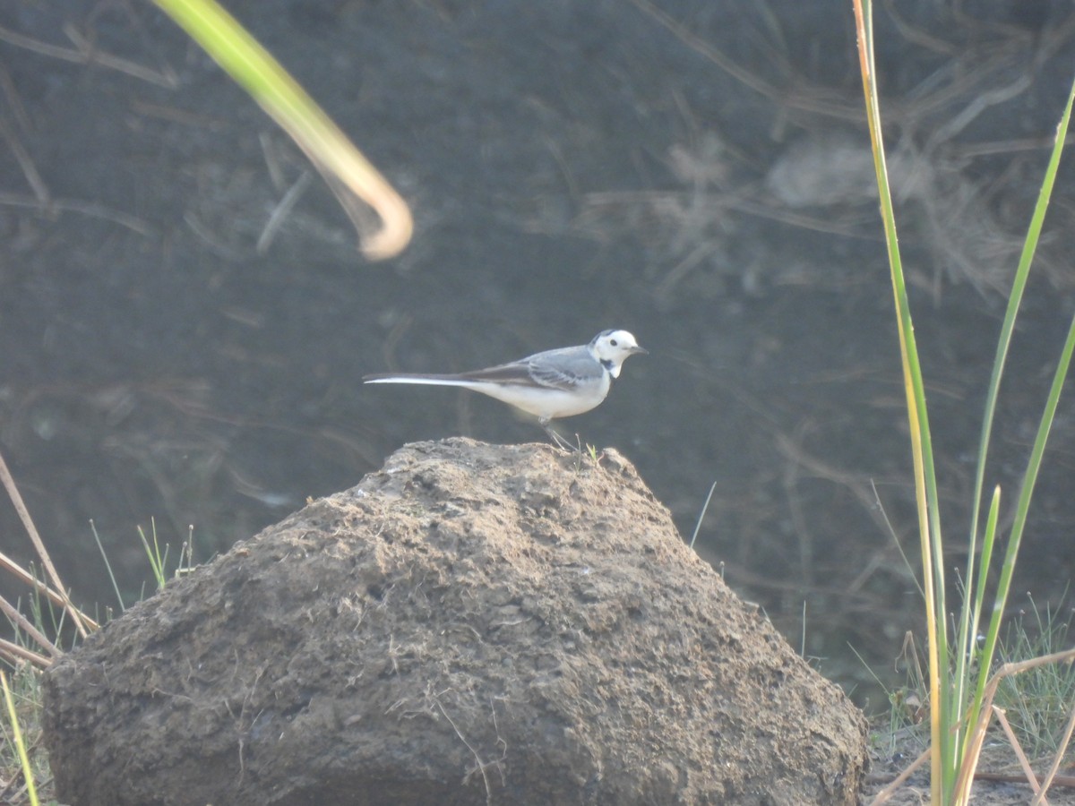 Белая трясогузка - ML646909050