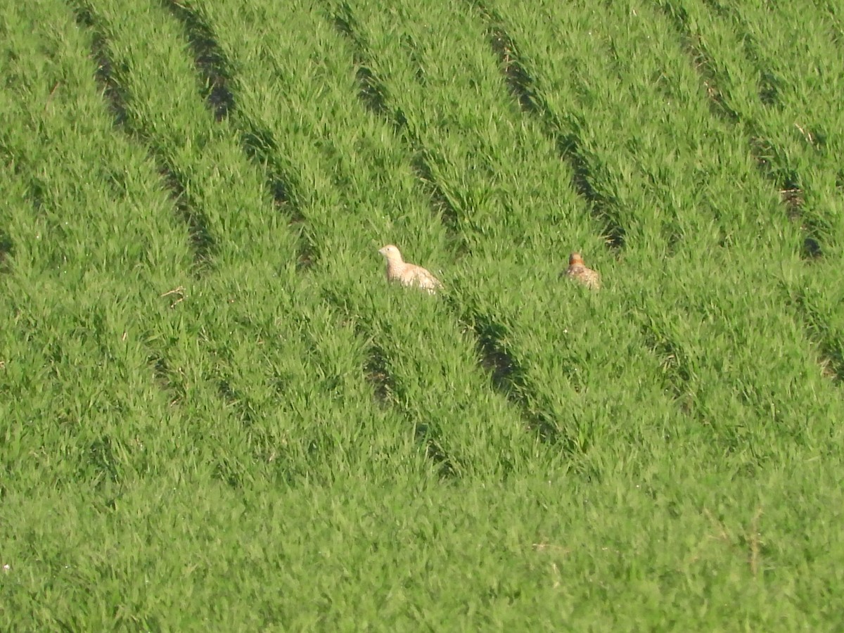 Sandflughuhn - ML646909051