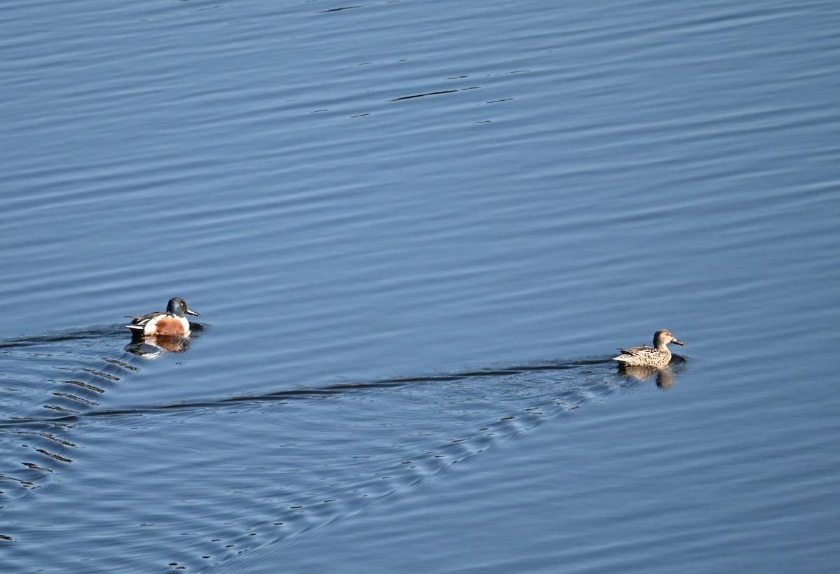 Canard souchet - ML646909053