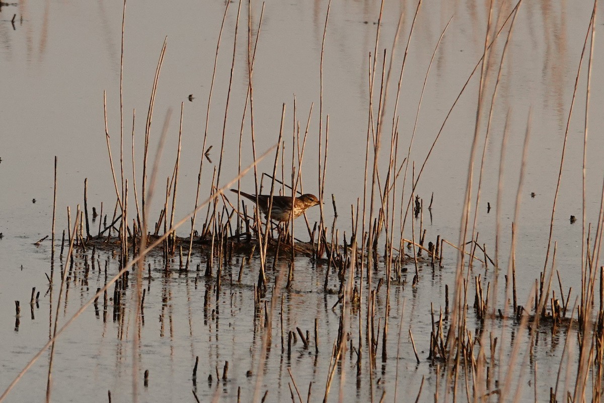 Mendi-txirta - ML646909060