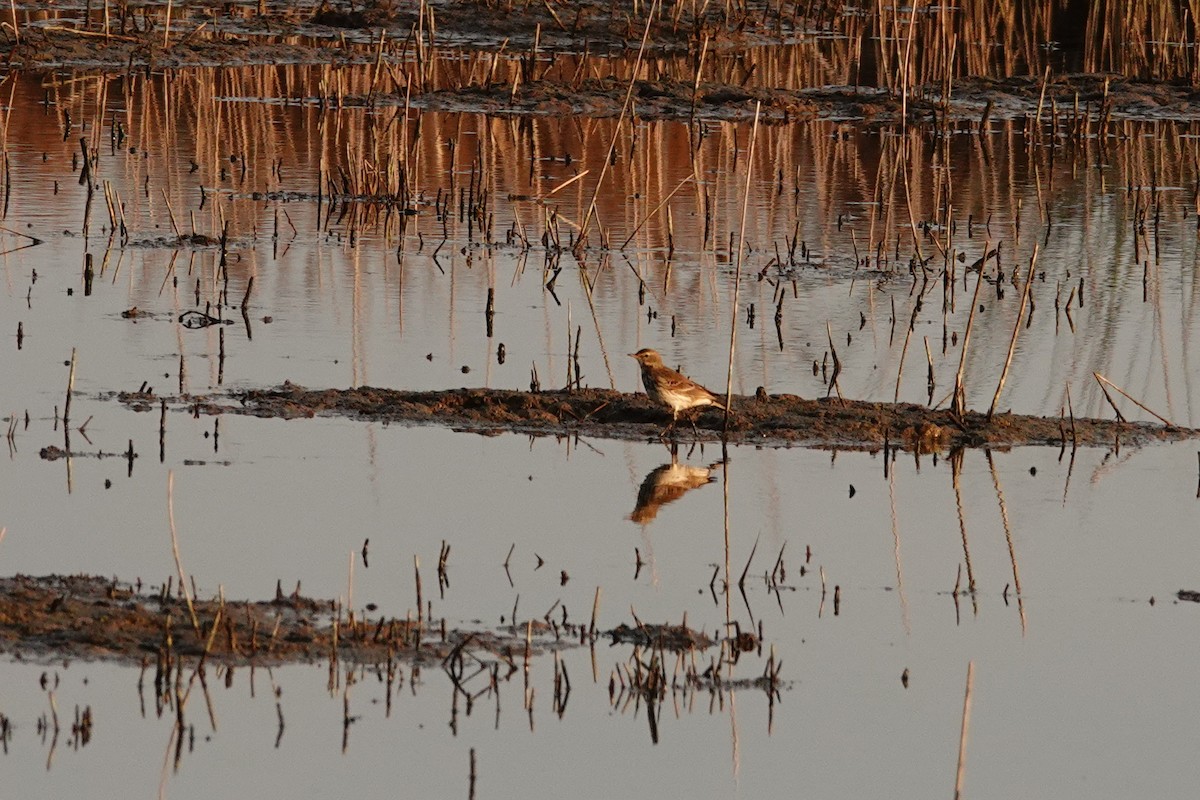 Mendi-txirta - ML646909061