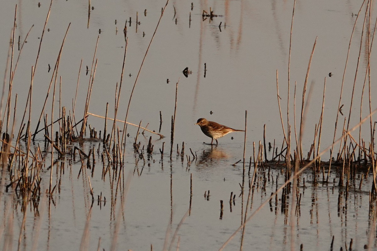 Mendi-txirta - ML646909062