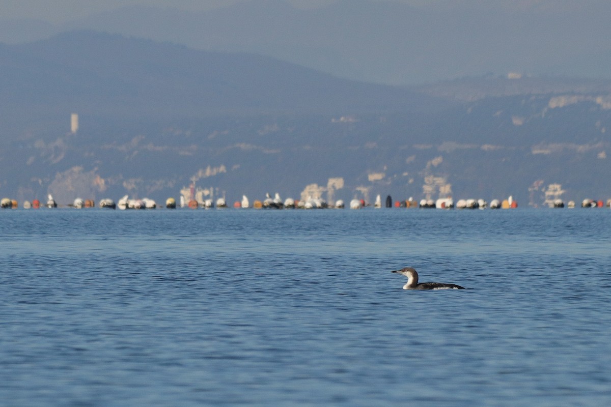 オオハム - ML646909067