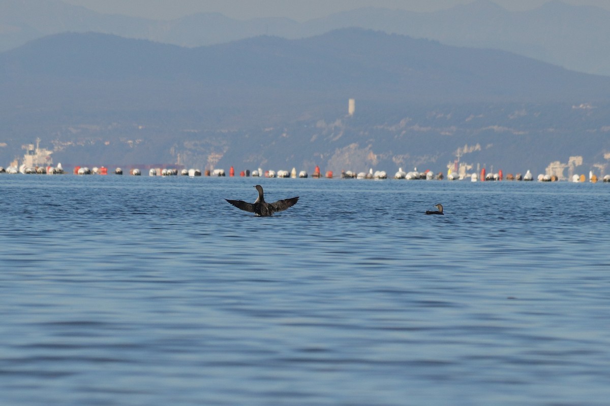 オオハム - ML646909068