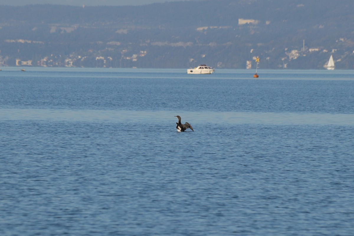 オオハム - ML646909069