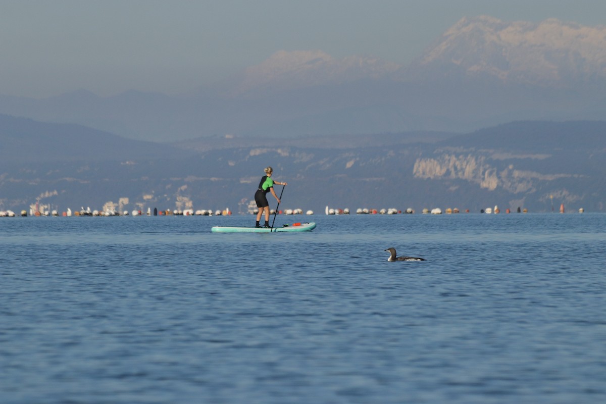 オオハム - ML646909070