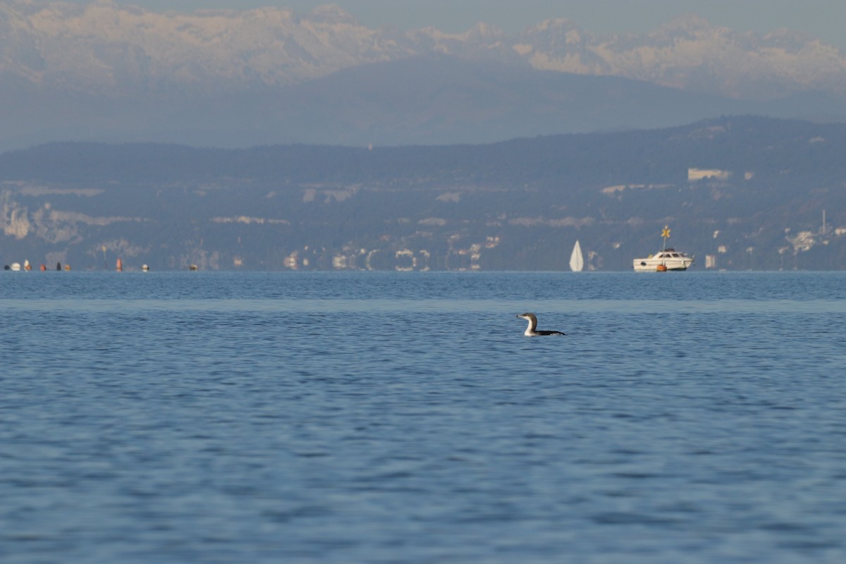 オオハム - ML646909071