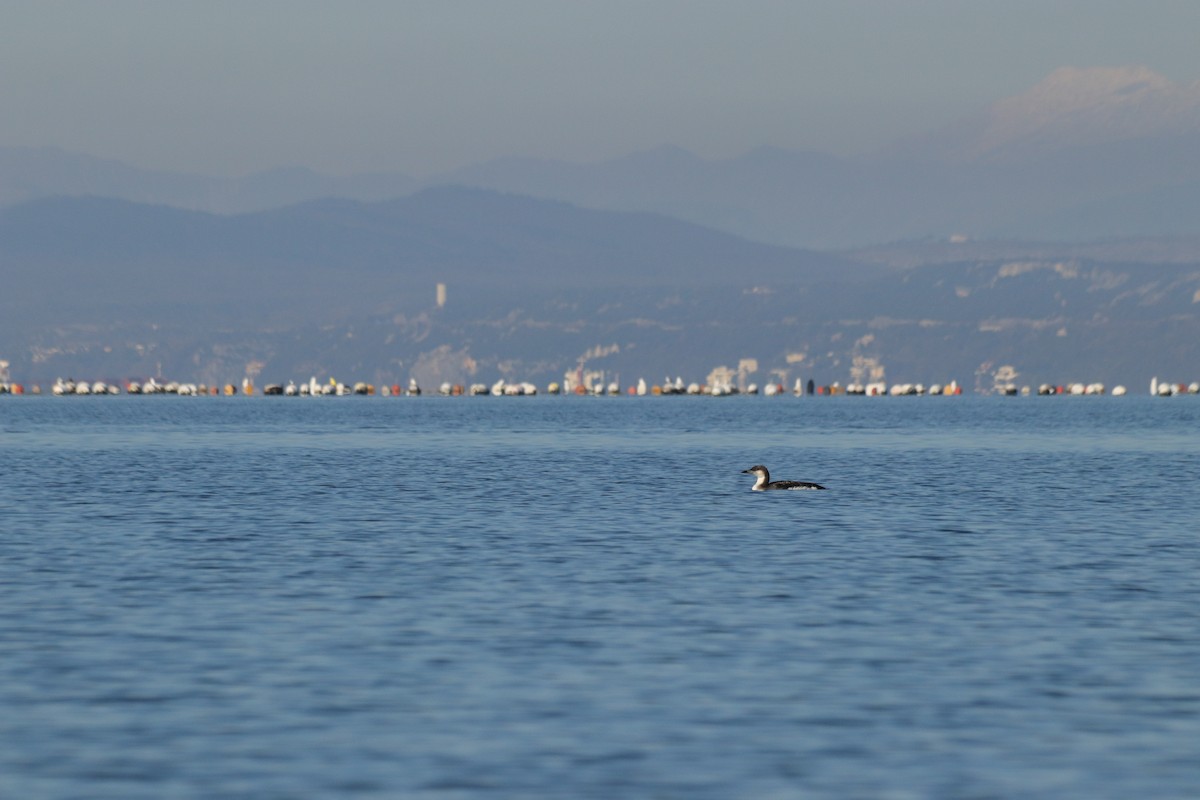 オオハム - ML646909072