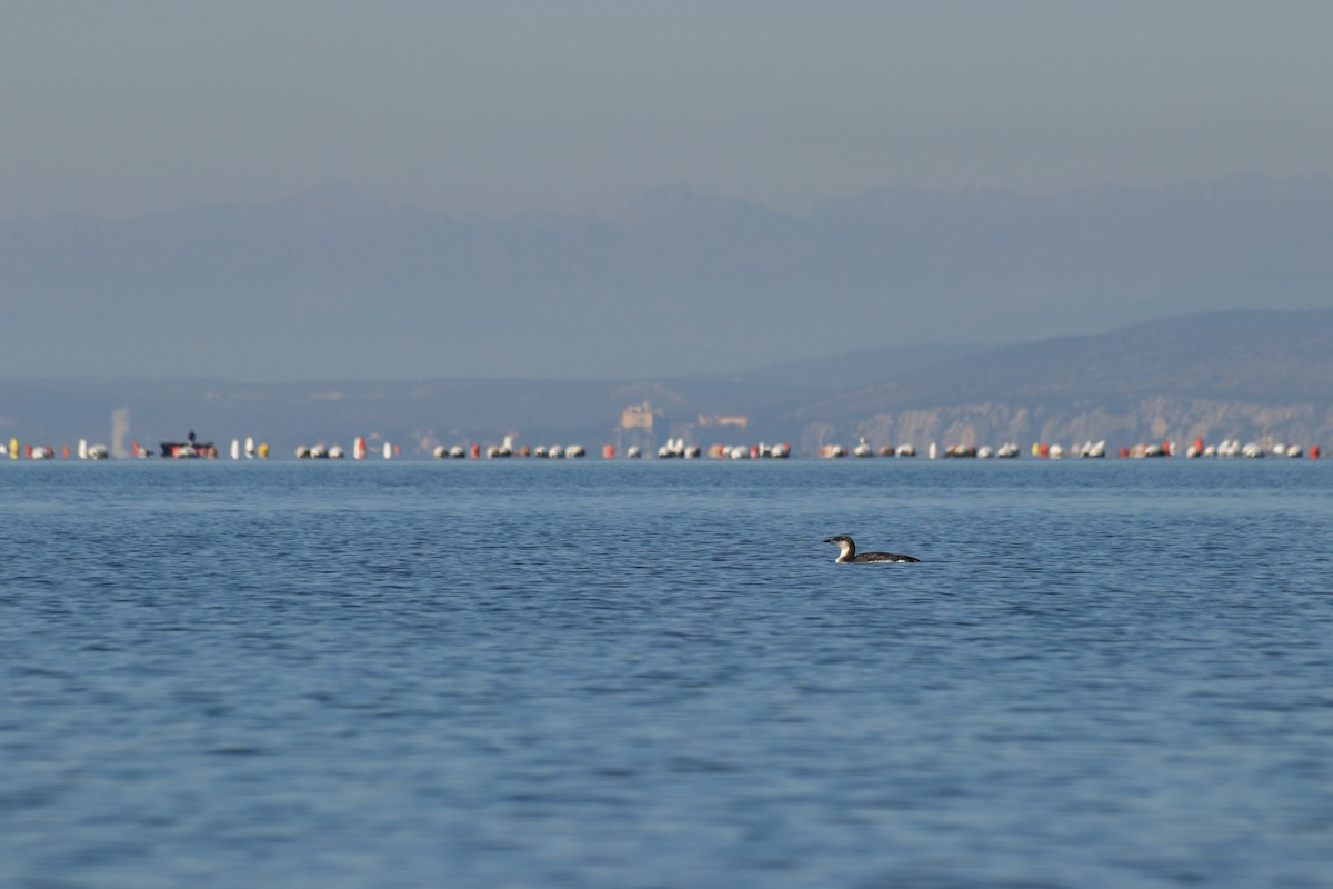 オオハム - ML646909073