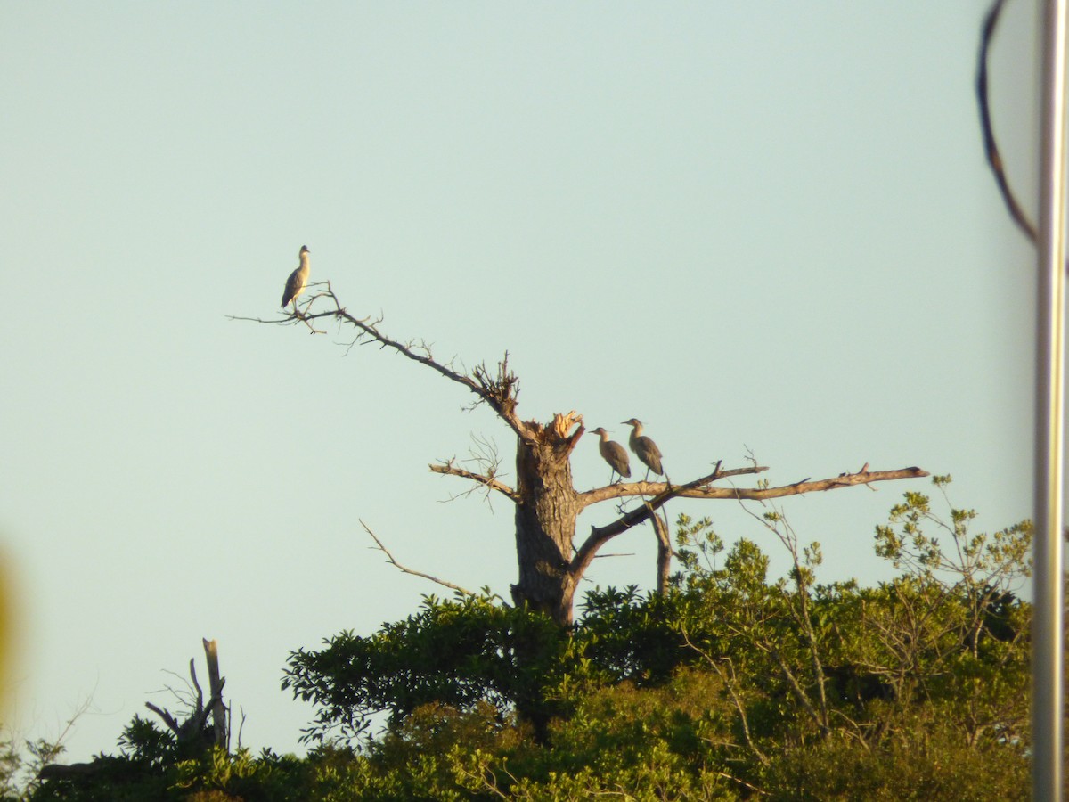 Whistling Heron - ML646909074