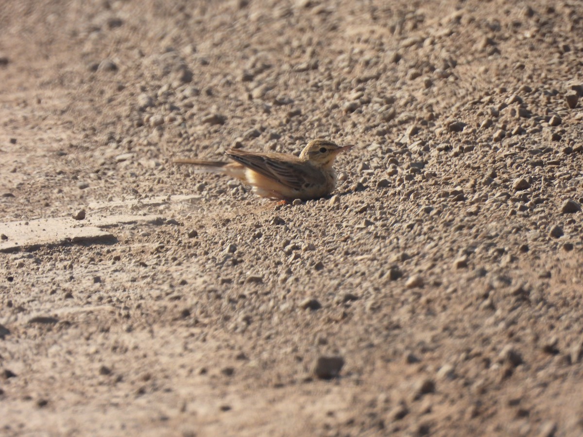 Anthus sp. - ML646909082