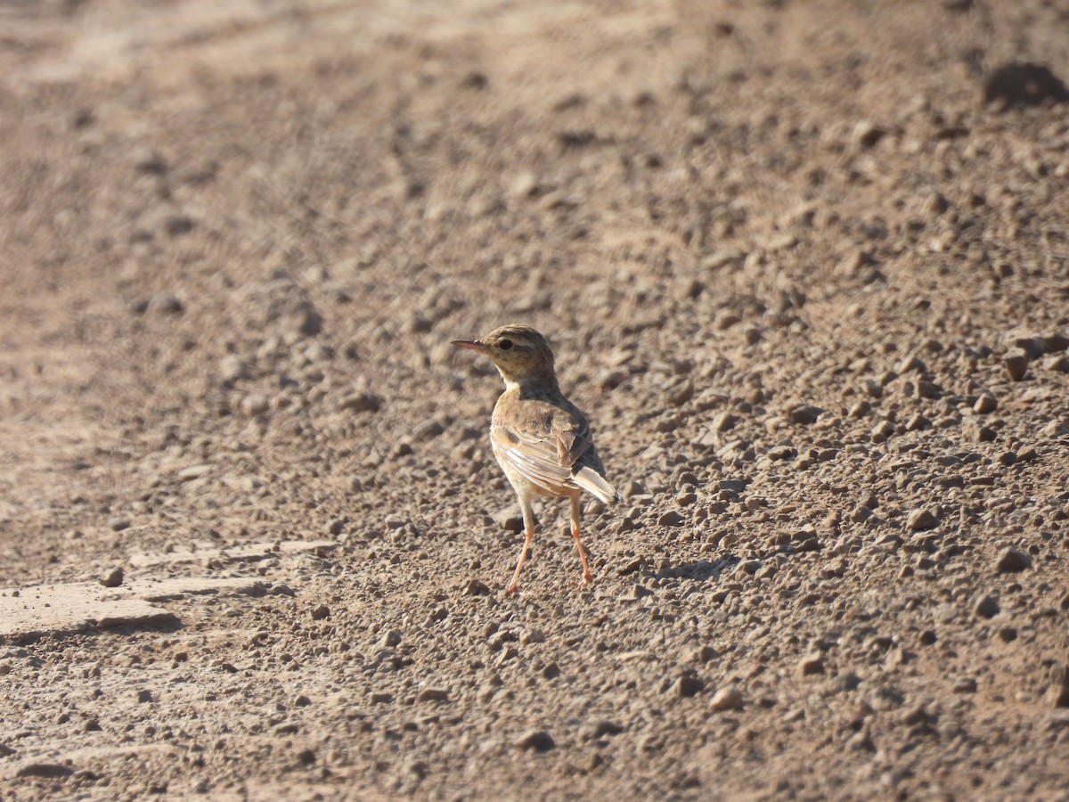 Anthus sp. - ML646909083