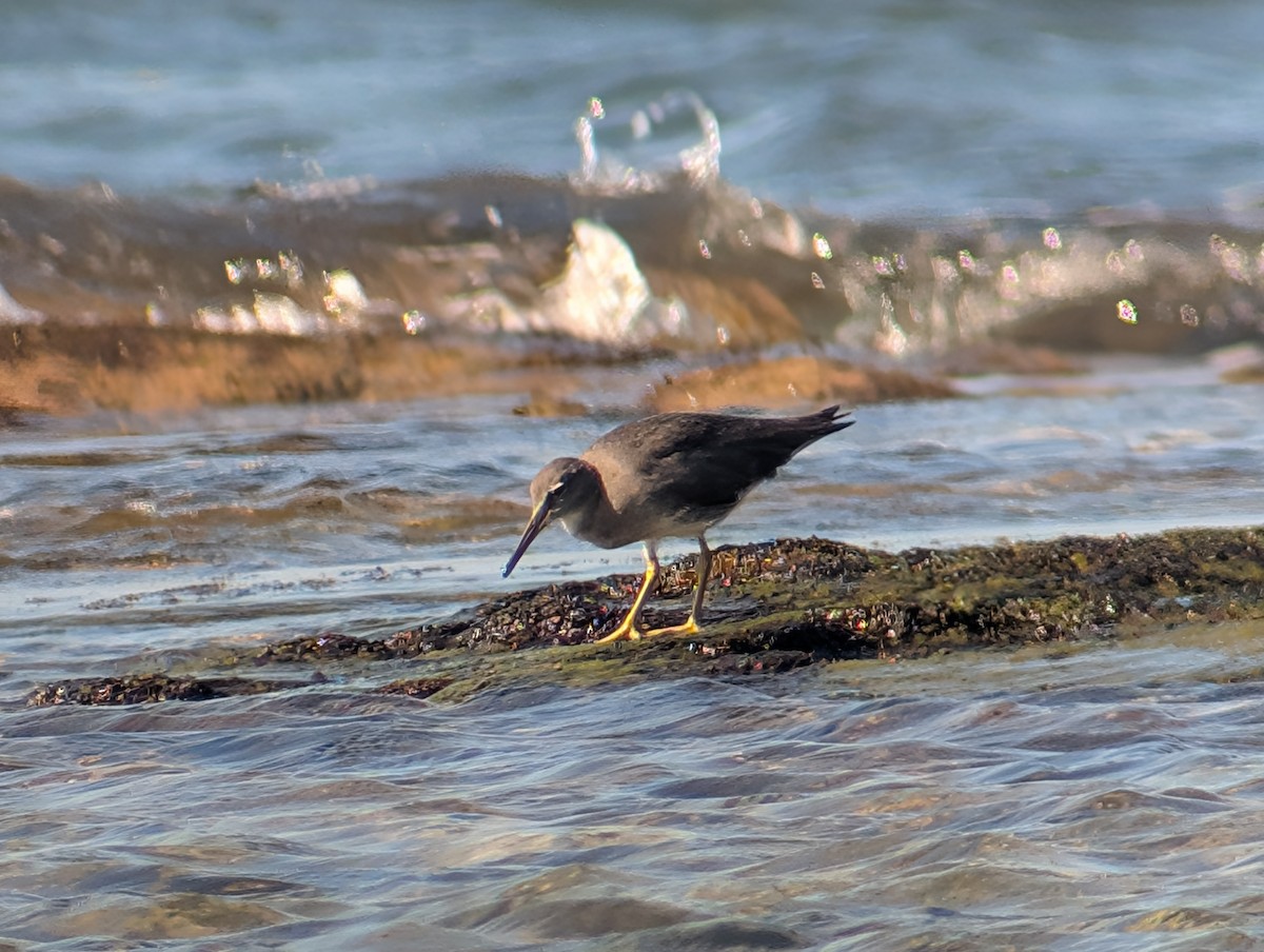 Wandering Tattler - ML646909085