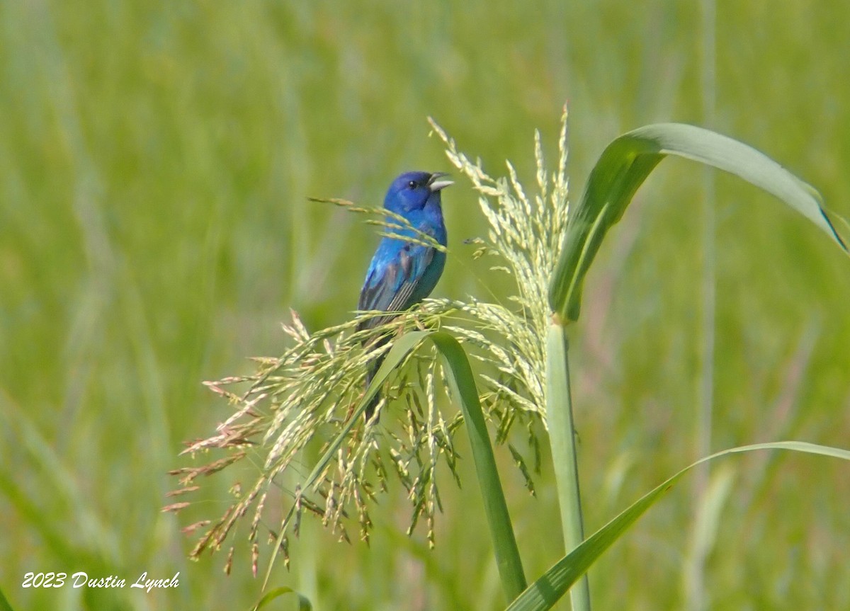 Indigo Bunting - ML646909087
