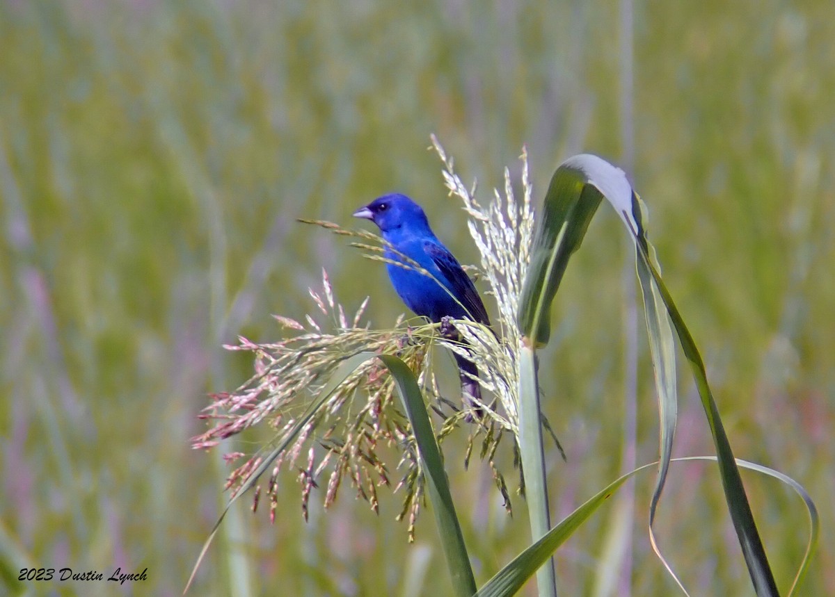 Indigo Bunting - ML646909088