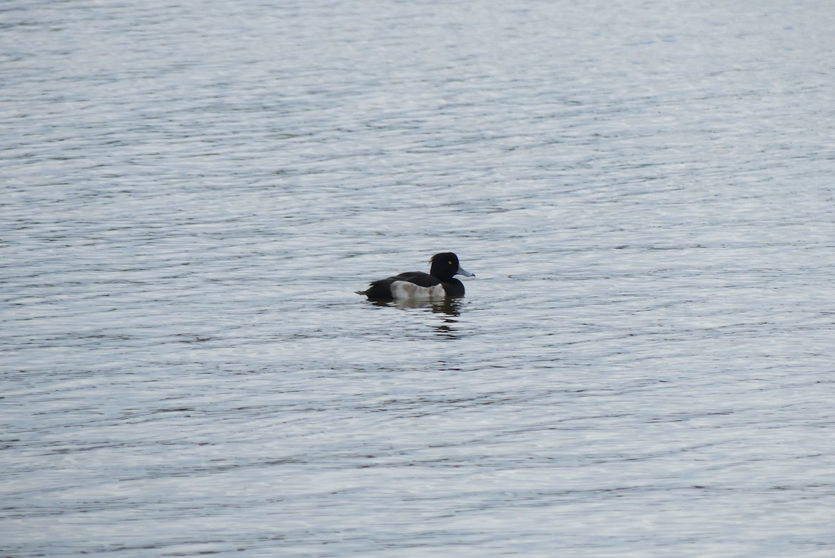 鳳頭潛鴨 - ML646909089