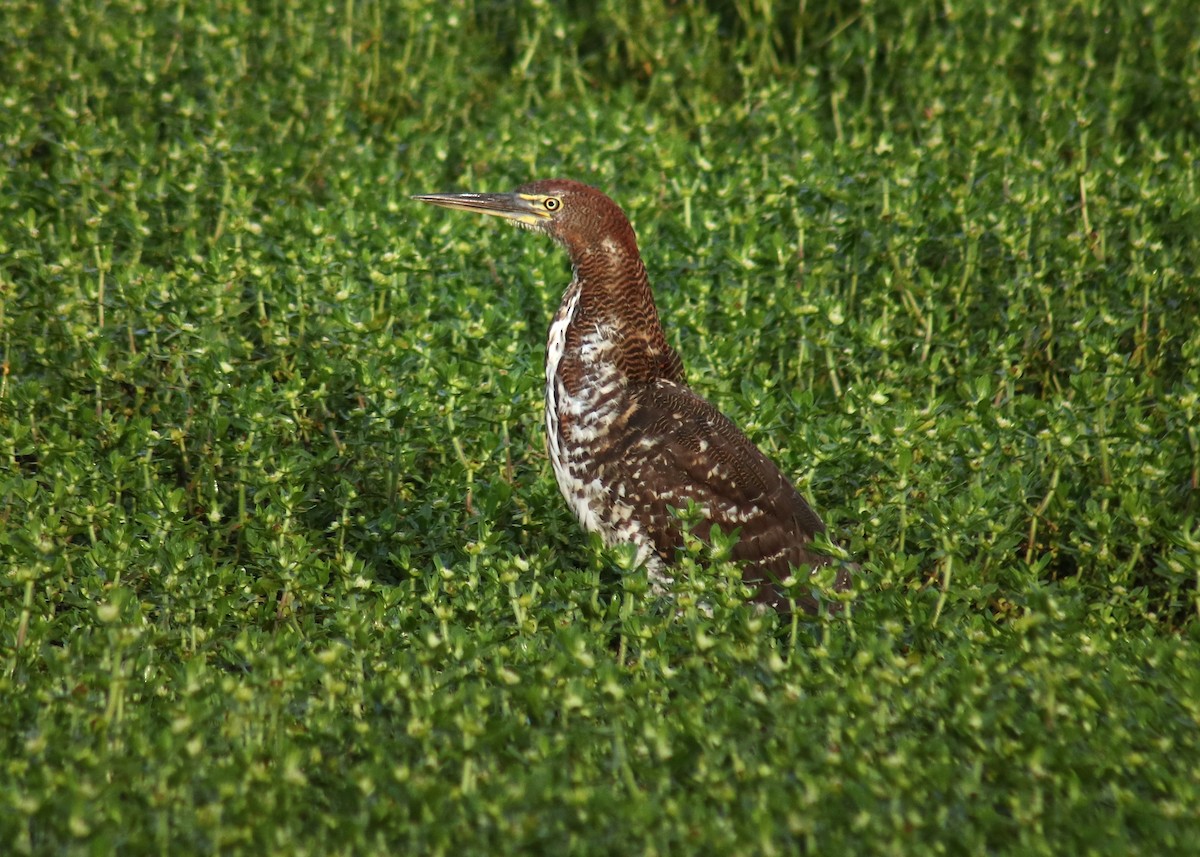 Rufescent Tiger-Heron - ML646909094