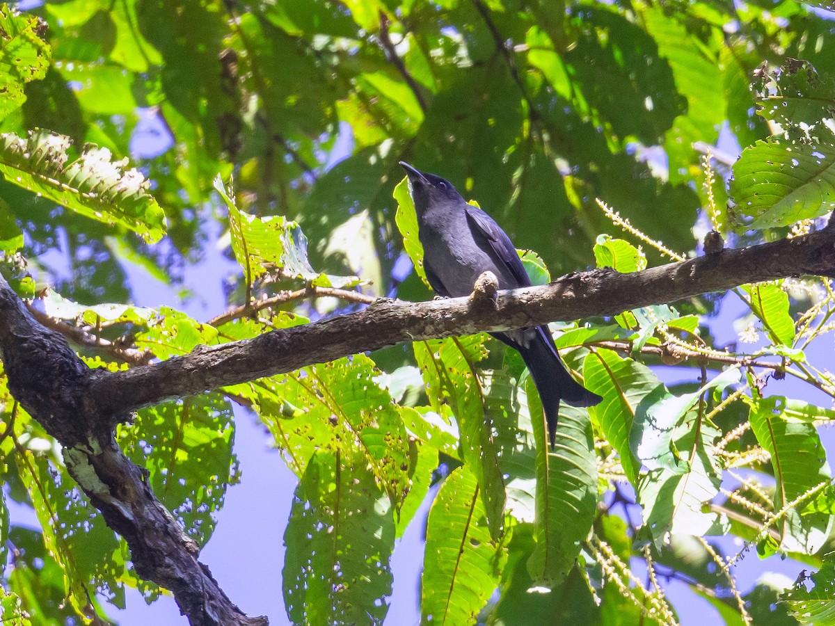 ハイイロオウチュウ - ML646909096