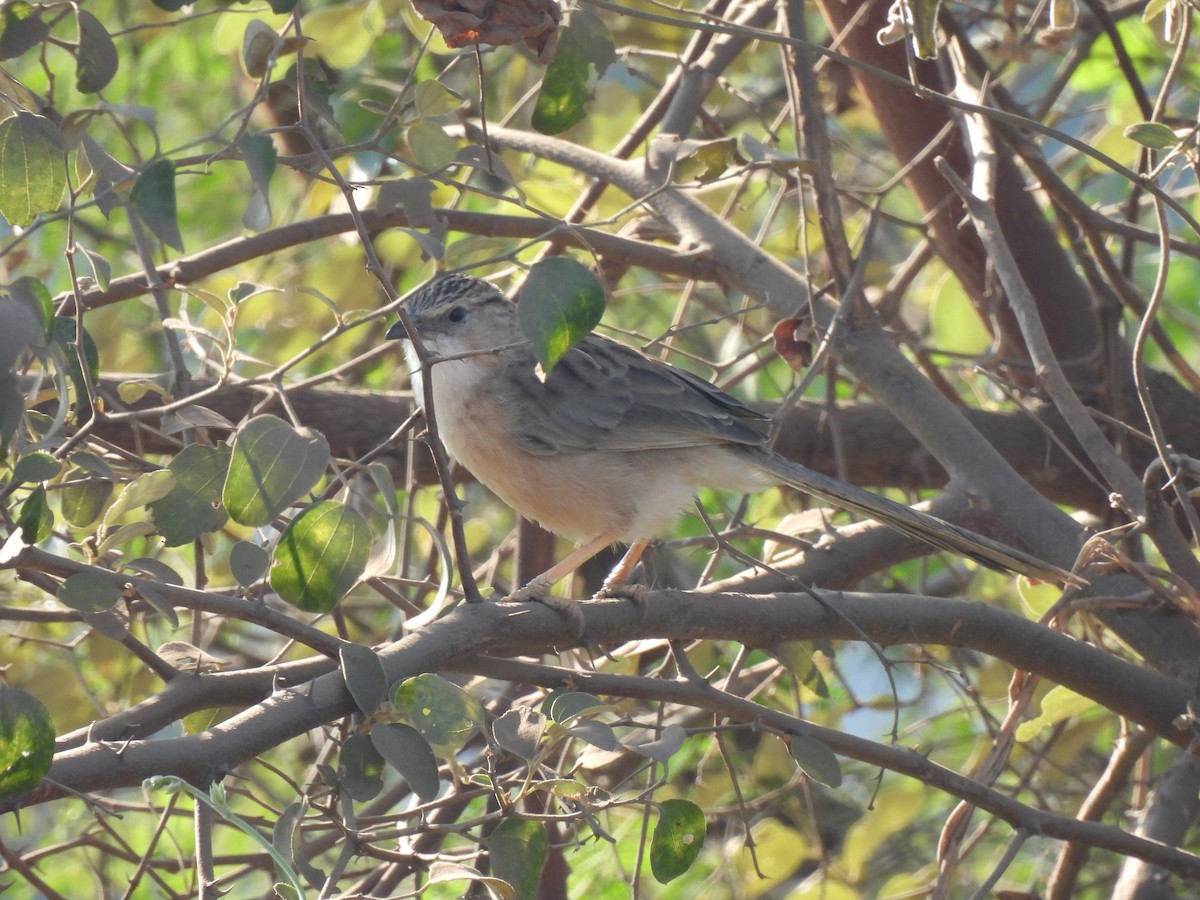 Длиннохвостая дроздовка - ML646909101