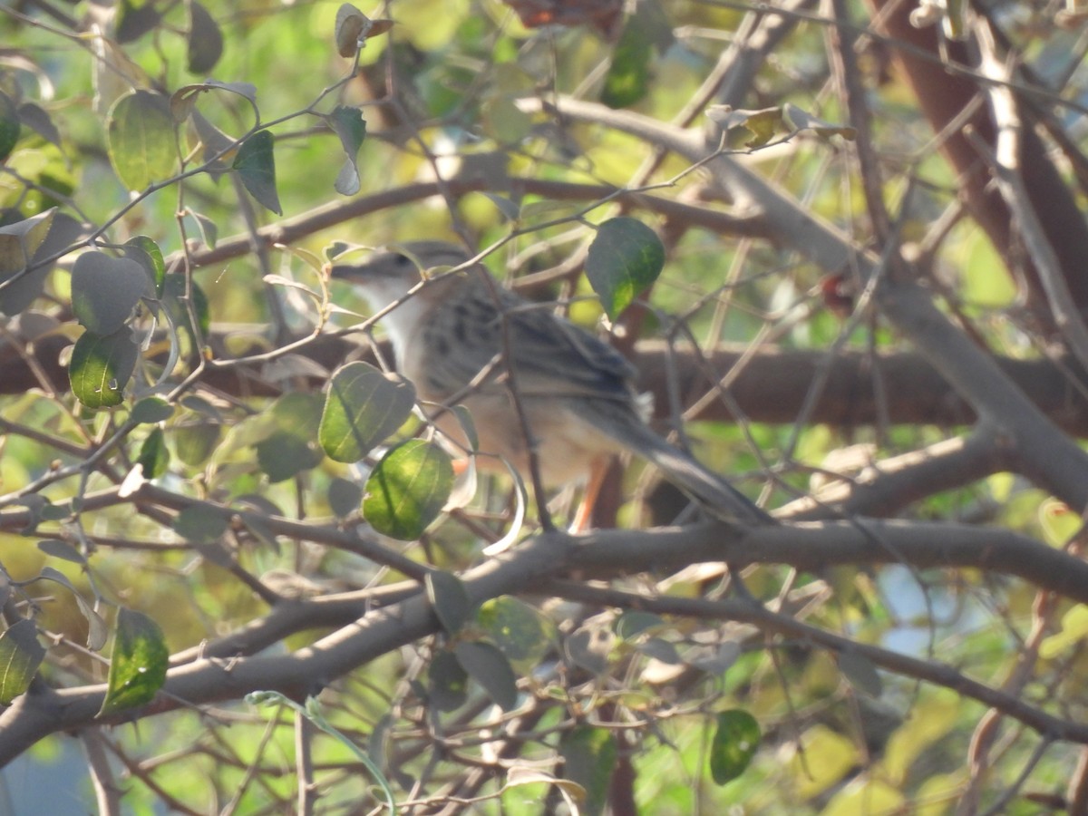 Длиннохвостая дроздовка - ML646909102