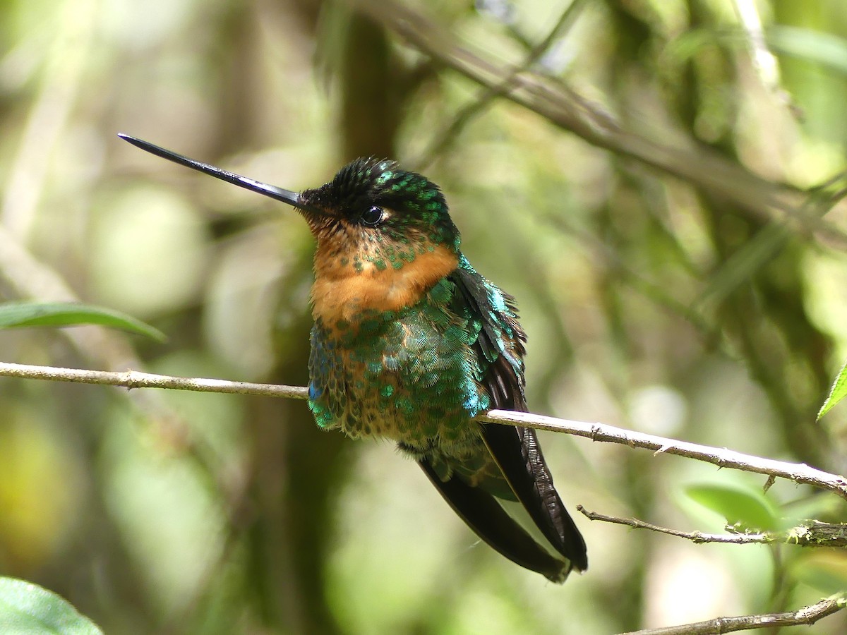 Gould's Inca - ML646909108