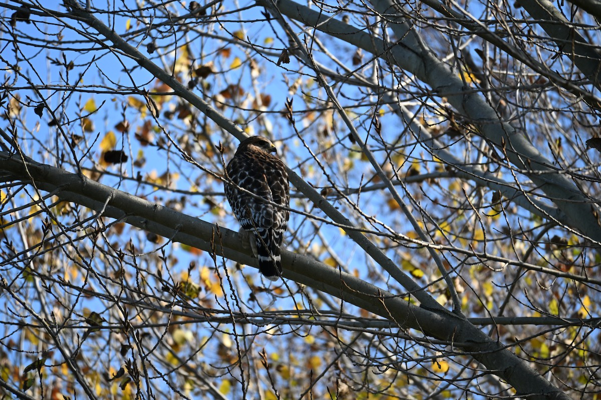 Buse à épaulettes - ML646909112