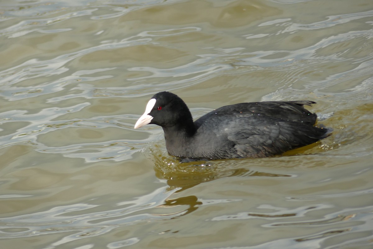 オオバン - ML646909114