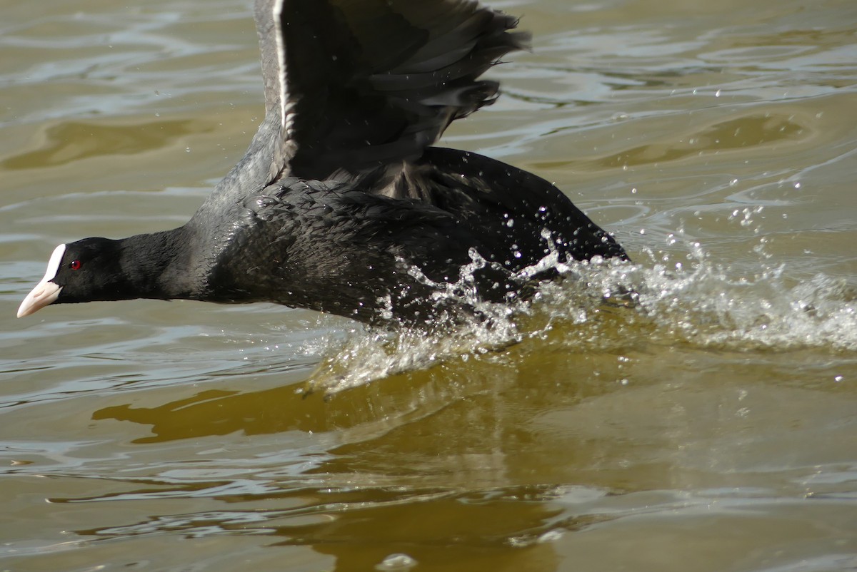 オオバン - ML646909115