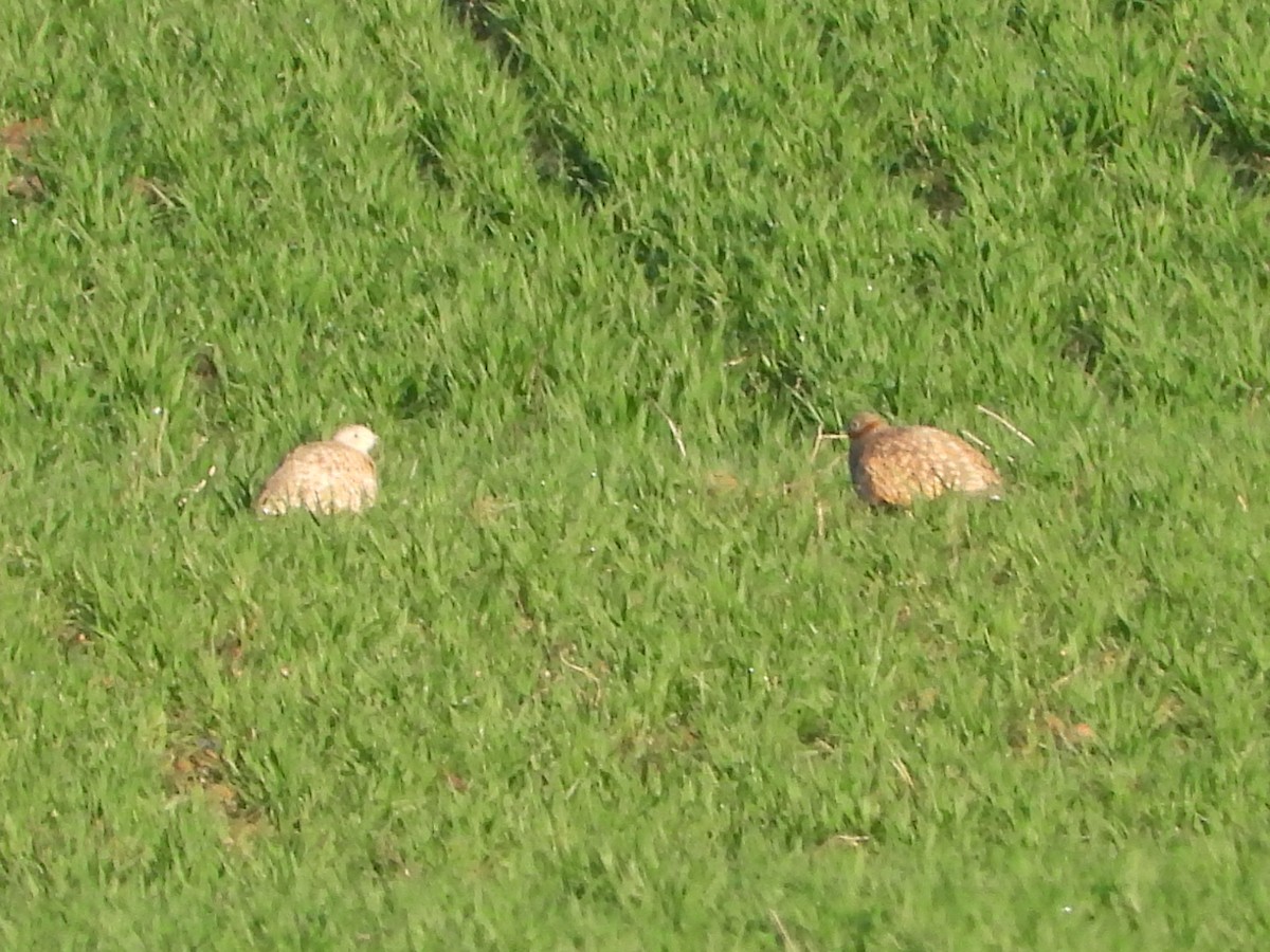 Sandflughuhn - ML646909116