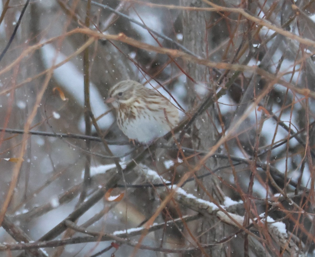 strnadec luční (ssp. princeps) - ML646909118