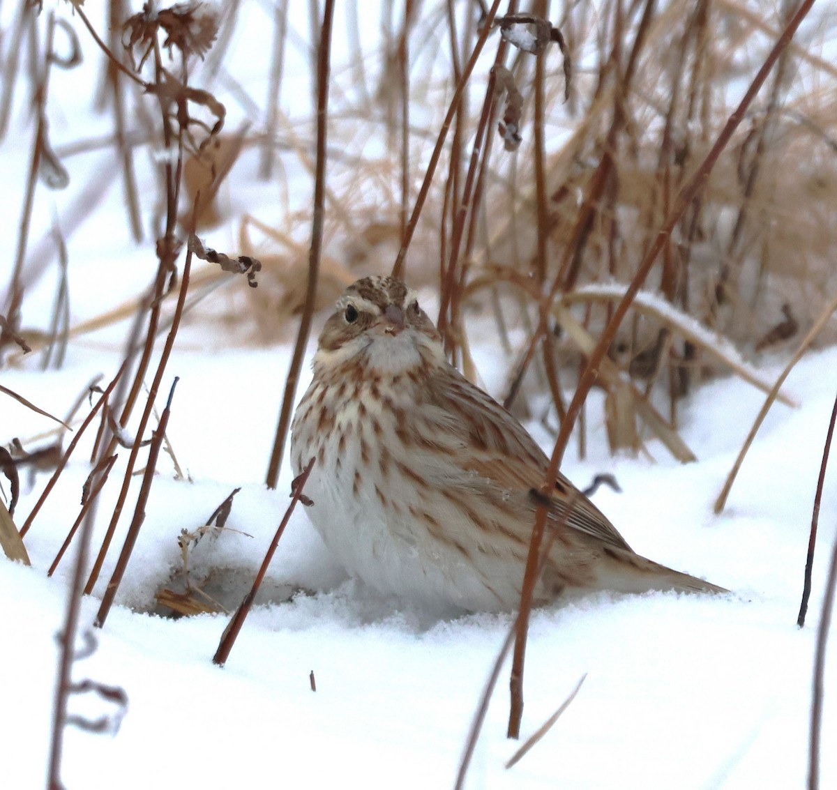 strnadec luční (ssp. princeps) - ML646909119