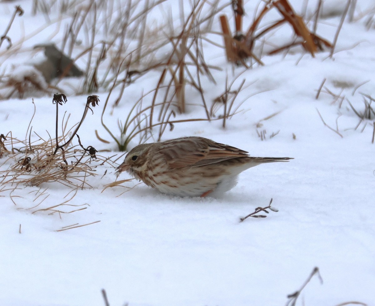 strnadec luční (ssp. princeps) - ML646909120