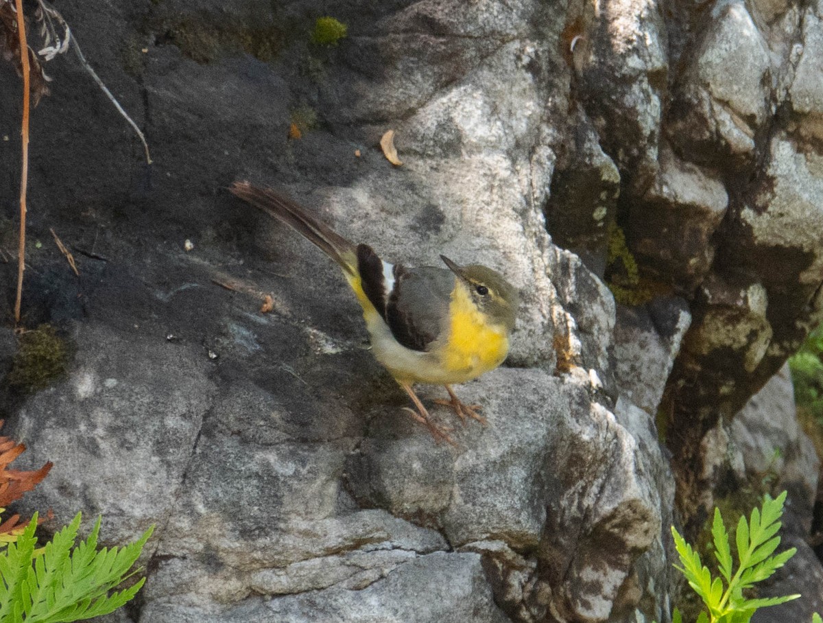 Gray Wagtail - ML646909122