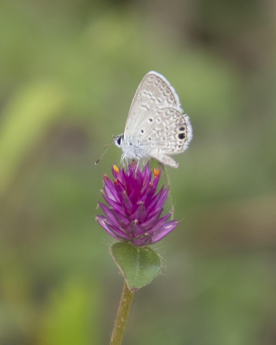 Ceraunus Blue - ML646909124