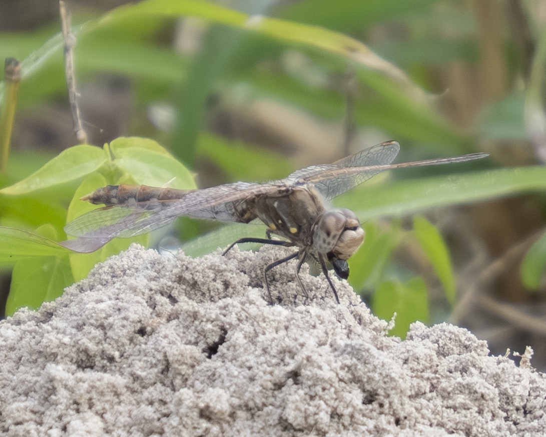 Variegated Meadowhawk - ML646909125
