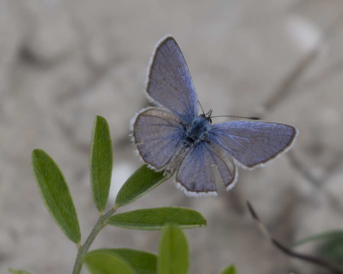 Ceraunus Blue - ML646909126