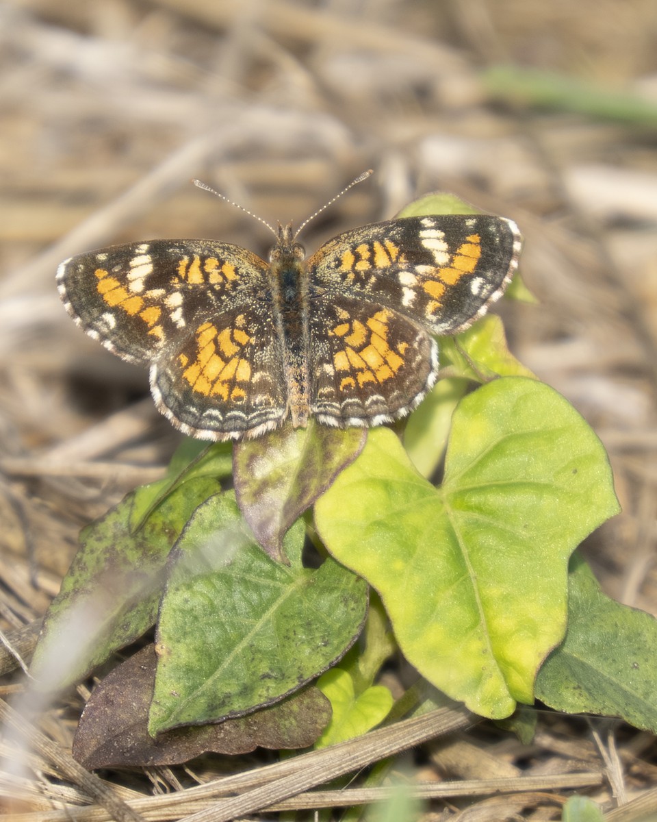 Phaon Crescent - ML646909127