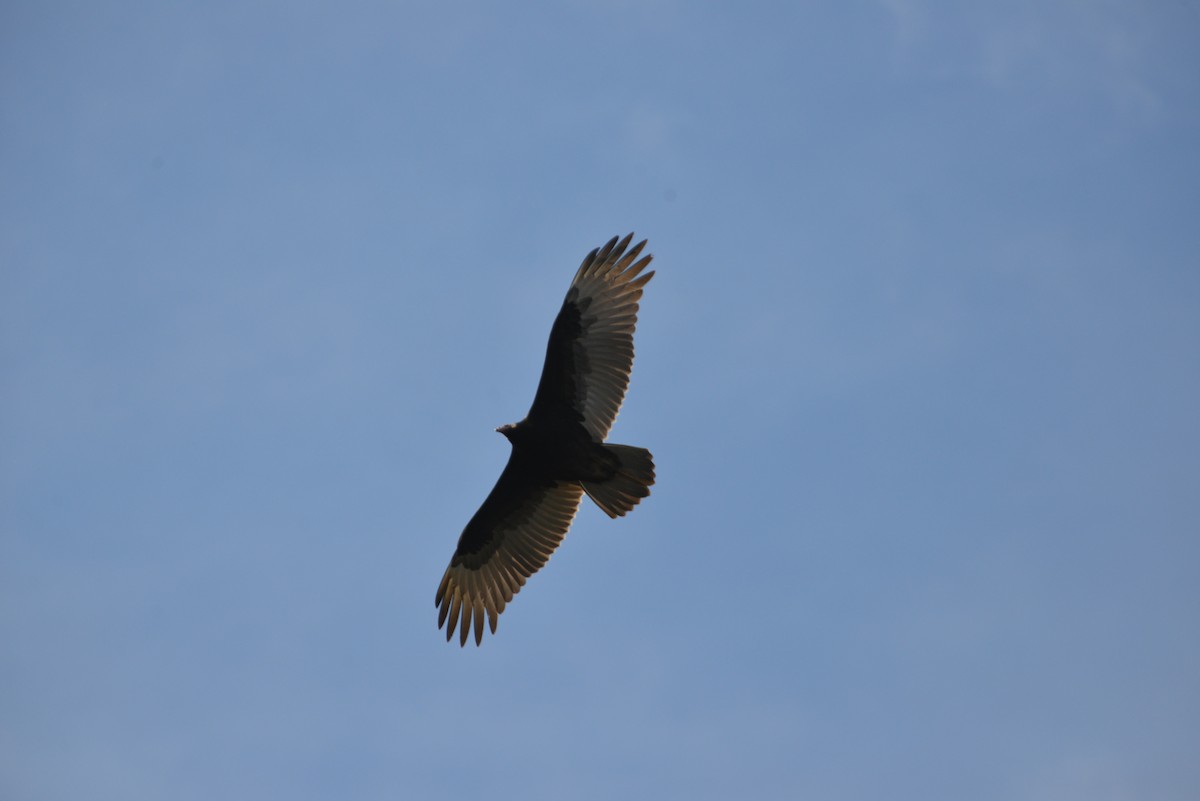 Hindi Akbabası - ML646909128