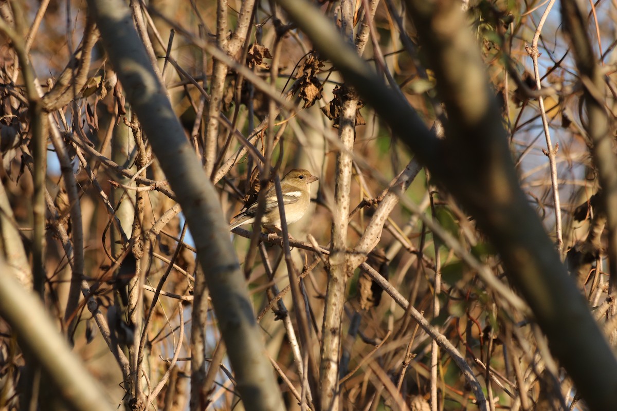 Common Chaffinch - ML646909129